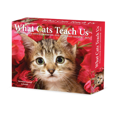 What Cats Teach Us 2025 6.2 X 5.4 Box Calendar -- Willow Creek Press, Daily