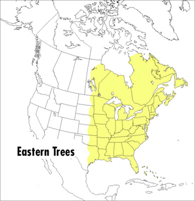 Cover Image for A Peterson Field Guide to Eastern Trees: Eastern United States and Canada, Including the Midwest -- George A. Petrides, Paperback