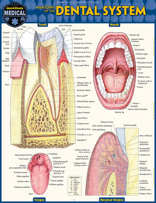 Cover Image for Dental Anatomy: Quickstudy Laminated Reference Guide -- Vincent Perez, Other