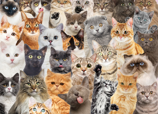 Cover Image for All the Cats 500 Piece Jigsaw Puzzle -- Peter Pauper Press Inc, Other