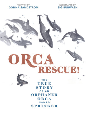Cover Image for Orca Rescue!: The True Story of an Orphaned Orca Named Springer -- Donna Sandstrom, Hardcover