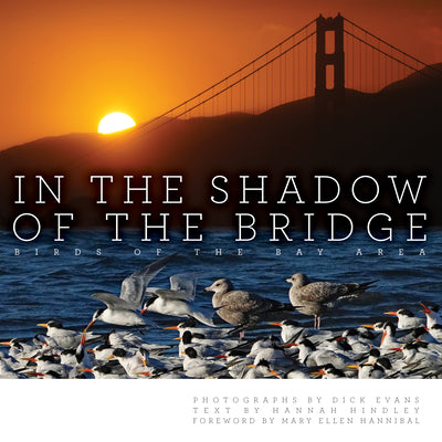 Cover Image for In the Shadow of the Bridge: Birds of the Bay Area -- Dick Evans, Hardcover