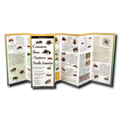 Cover Image for Common Bees of Eastern North America -- Joseph S. Wilson, Other
