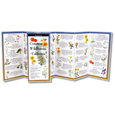 Cover Image for Common Wildflowers of California -- Lisa Acree, Other