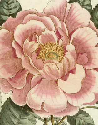 Cover Image for John Derian Picture Book II -- John Derian, Hardcover
