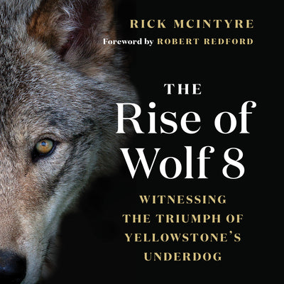 Cover Image for The Rise of Wolf 8: Witnessing the Triumph of Yellowstone's Underdog -- Rick McIntyre, Paperback