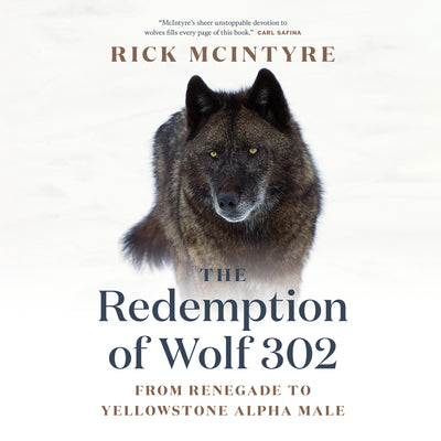 Cover Image for The Redemption of Wolf 302: From Renegade to Yellowstone Alpha Male -- Rick McIntyre, Paperback