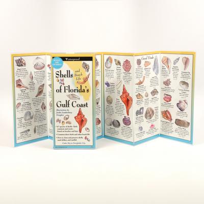 Cover Image for Shells and Beach Life of Florida's Gulf Coast -- Jackie Leatherbury Douglass, Other