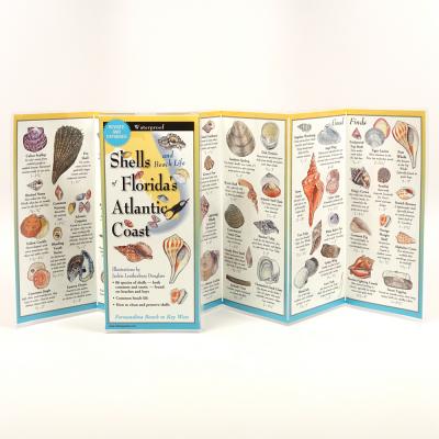 Cover Image for Shells and Beach Life of Florida's Atlantic Coast -- Jackie Leatherbury Douglass, Other
