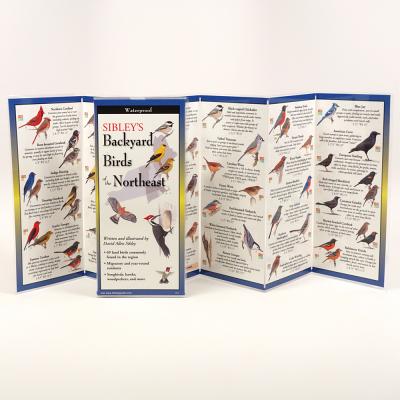 Cover Image for Sibley's Backyard Birds of the Northeast -- David Sibley, Other