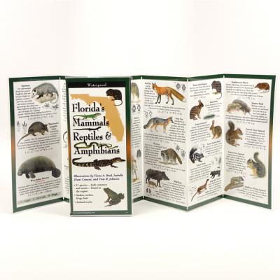 Cover Image for Florida's Mammals, Reptiles, and Amphibians -- Fiona Reid, Other